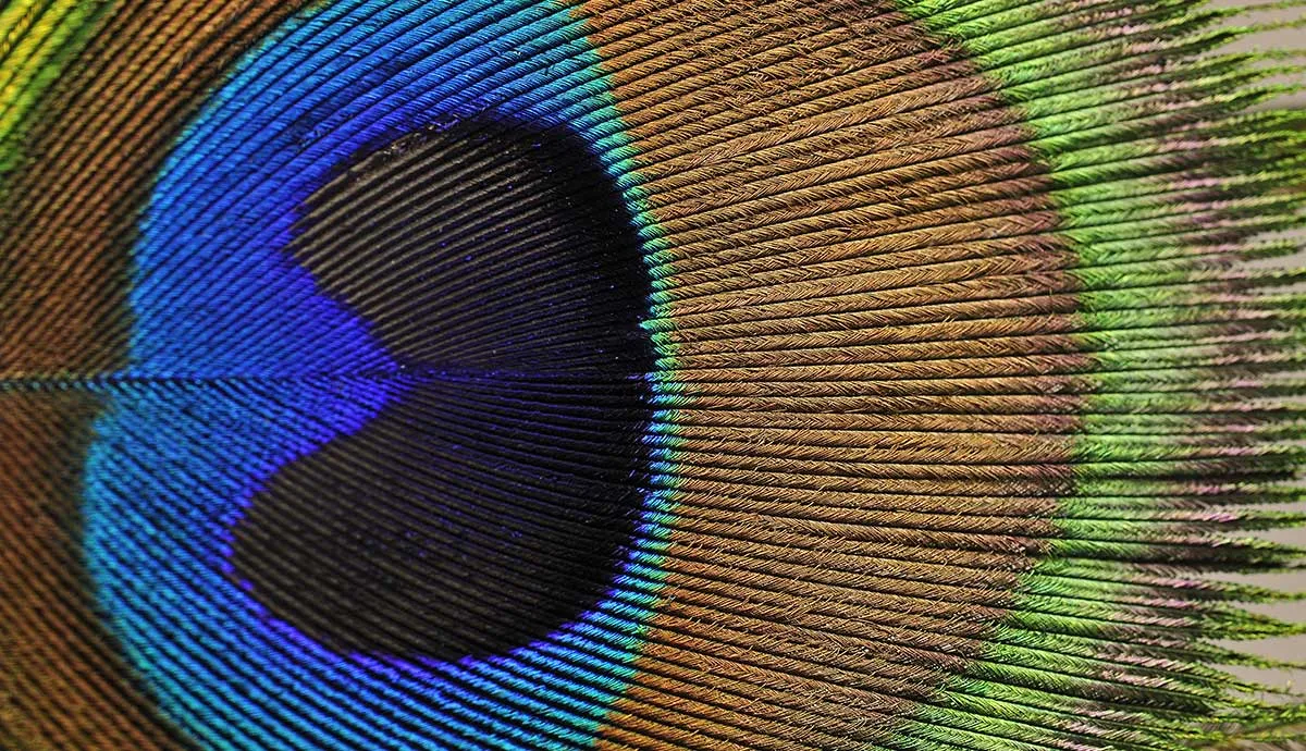 Peacock feather