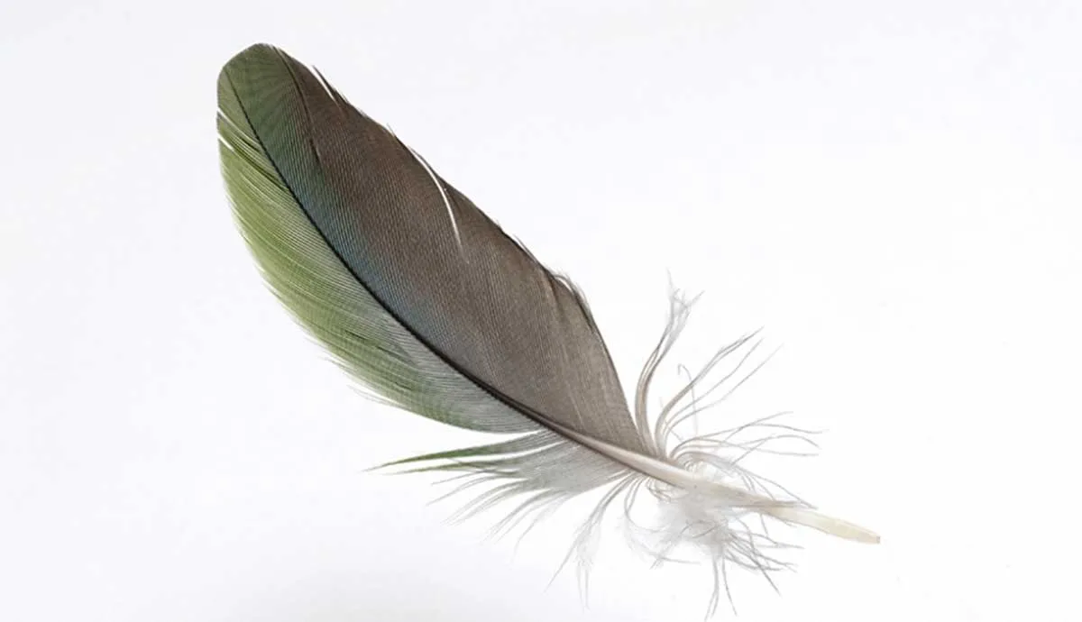 feather