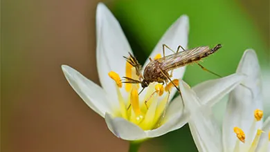 Mosquito on flower