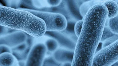 Close up of bacteria under micrscope