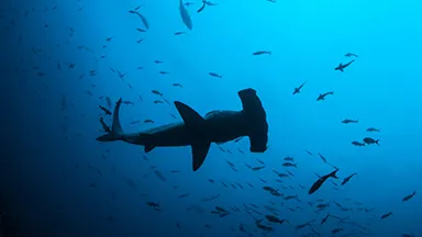 Hammerhead shark in the water with fish swimming nearby
